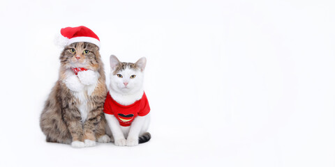 Close up different two cats . Big Cat next to a white small Cat isolated on a white background. Portrait of two cats. Animal friendship. Pet. Web banner. 