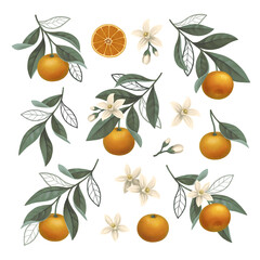Hand painted illustration of orange tree branch. Perfect for posters, greeting cards, invitations, packaging design, stickers, stationery and other goods