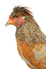 Young thoroughbred chicken