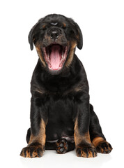 Rottweiler puppy at the moment of yawning - 578456552