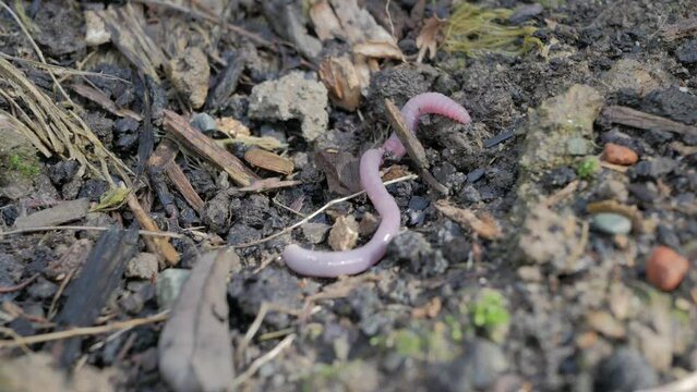 Earth worm on the ground trying to dig into dirt 
