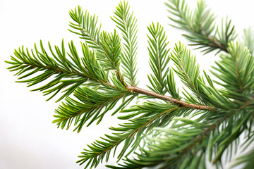 Spruce branch isolated on white background. Green fir. Realistic Christmas tree llustration for Xmas cards, New year party posters. Generative ai