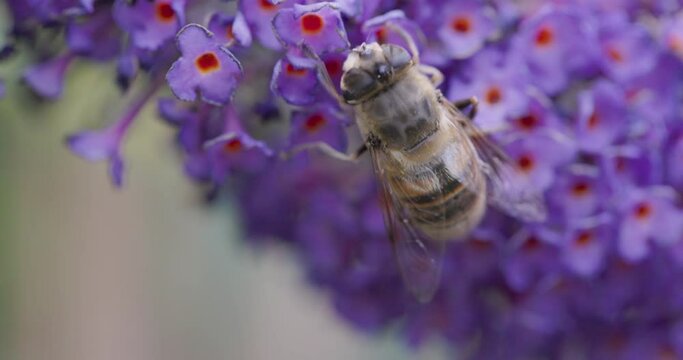 Close up of a western or european honey bee, Apis mellifera, feeding nector on a purple Buddleia, Buddleja sp, in a Belgian garden. High quality 4k footage