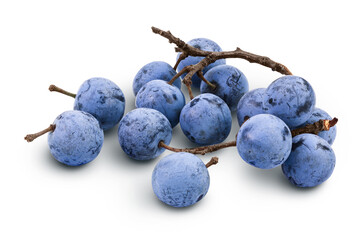 Fresh blackthorn berries with twig, prunus spinosa isolated on white background with full depth of field