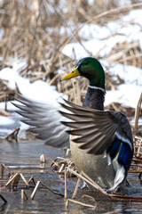 Dancing in the marsh.
