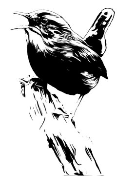 singing black and white bird perched clip art preview