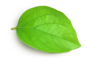 Obraz premium leaf of persimmon fruit isolated on white background with full depth of field. Top view. Flat lay.