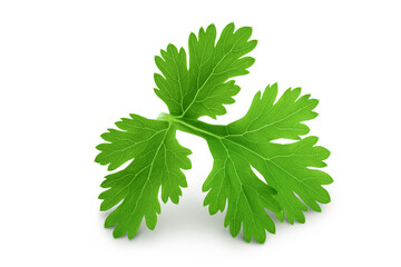Coriander leaf isolated on white background. Top view. Flat lay