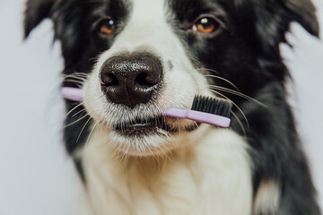 Cute smart funny puppy dog border collie holding toothbrush in mouth isolated on white background....