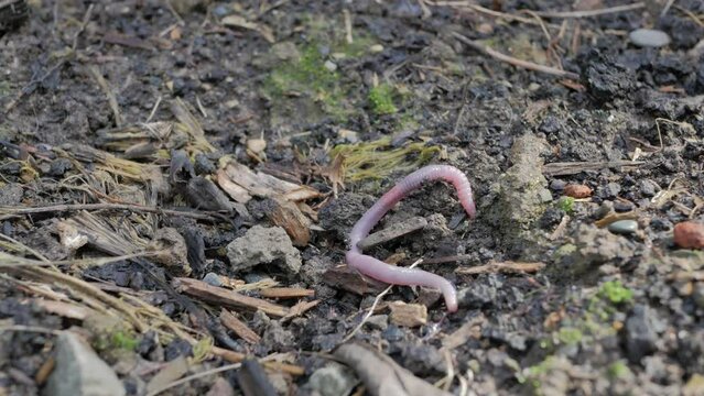Earth worm on the ground wiggling trying to dig into dirt 