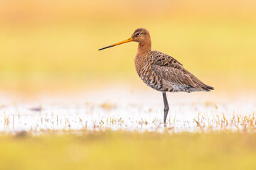 Black Tailed Godwit with Bright Background