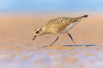 Black-bellied plover on beach