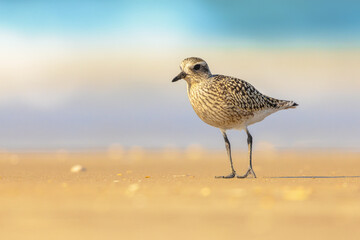 Black-bellied plover on beach