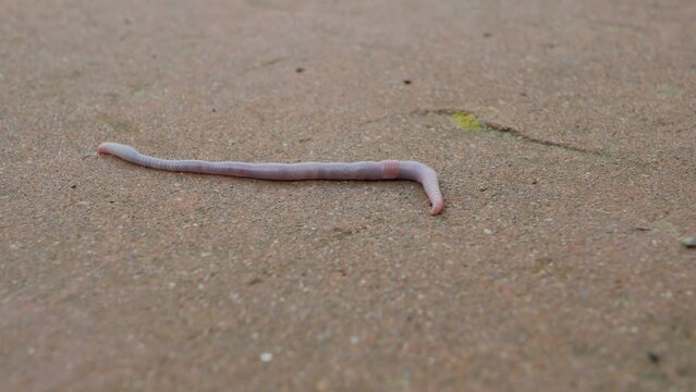 Earth worm wiggling on concrete looking for soft soil 