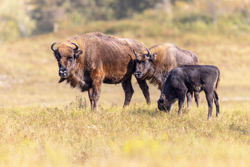 Wisent or European bison group
