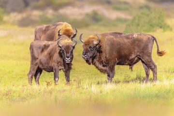 Wisent or European bison group