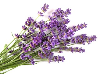 Blooming lavender. - 578462373
