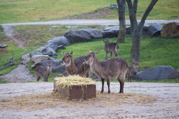 Waterbuck Antelope african wild life grazing eating landscape background