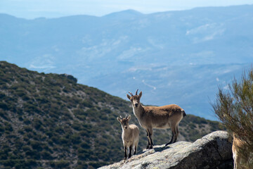 Obraz premium Spanish ibex (Capra pyrenaica) female with her cub at rock looking at the camera 
