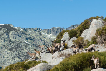Herd of Spanish ibex (Capra pyrenaica) with snowy mountains in the background