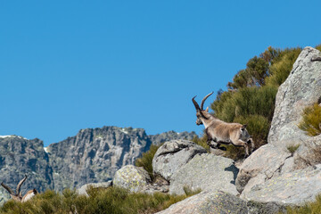 A Spanish ibex (Capra pyrenaica) male running and jumping in the rocky mountain