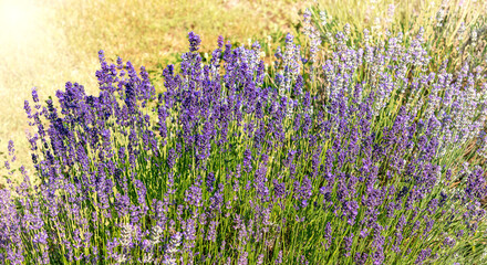 Purple flowering lavender in field on blurred background with sunset light