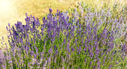 Fototapeta premium Purple flowering lavender in field on blurred background with sunset light