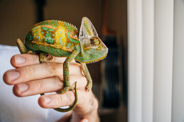 Chameleon close up. Multicolor Beautiful Chameleon closeup reptile with colorful bright skin on the hand