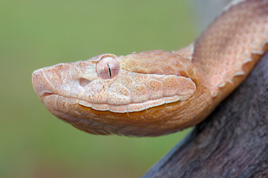Close-up profile of a venomous Southern Copperhead snake