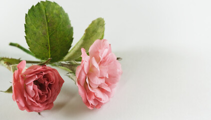 Rose clippings isolated on white background with copy space for mothers day holiday.