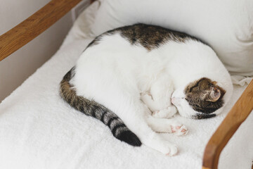 Adorable cat sleeping on cozy white chair. Comfortable home and adopted animal concept. Portrait of cute kitty napping on couch in home, hugging with paws