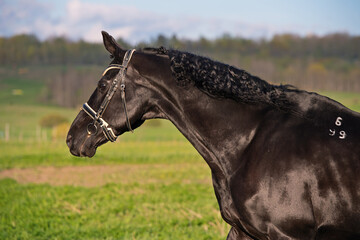portrait of beautiful black horse  posing in meadow at sunset. spring time.
