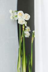 Bridal daffodils close up. Beautiful daffodils growing on background of rustic wall and modern mirror. Stylish floral home decor. Spring flowers