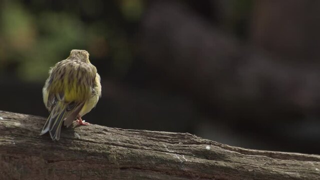 Canary bird staring at camera, Serinus canaria forma domestica, the domestic canary