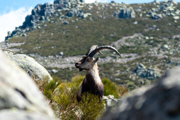 Close up portrait of a Spanish ibex (Capra pyrenaica) male 