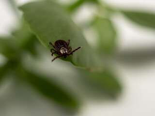 Infectious parasitic insect Dermacentor Dog Tick Arachnid on a green plant leaf. Insect.
