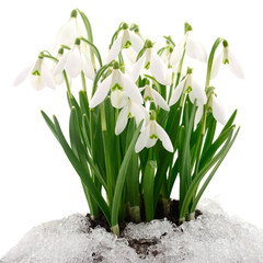Snowdrops and Snow.