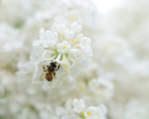 Honeybee and white lilac flowers