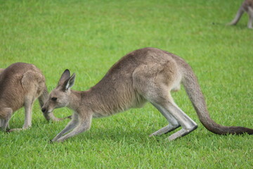 Naklejka na ściany i meble Australien Natur Känguru