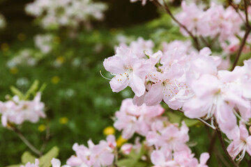 Beautiful and delicate rhododendron white flowers close up. Evergreen flowering shrub.many flowering azalea bushes.botanical garden, spring mood