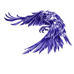 Flying raven closeup. Hand drawn sketch with ballpoint pen on paper texture. Isolated on white. Bitmap