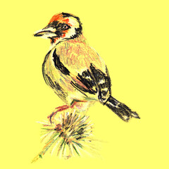 Goldfinch bird sitting on the budrock flower. Hand drawn sketch with colored pencils on paper texture. Isolated on yellow. Bitmap