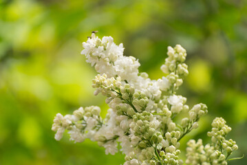 White lilac flowers close up. Spring seasonal floral background.