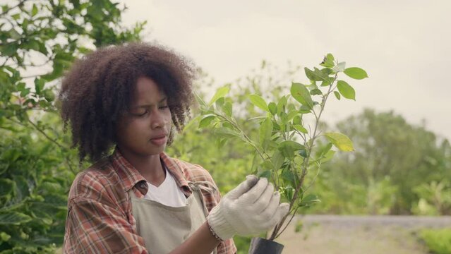 Happy children farmer hand holdig big tree growing in hydroponics farm, Biotechnology kid plant seedling spring gardening, environment earth day in hands