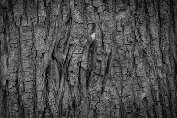 Old tree bark texture