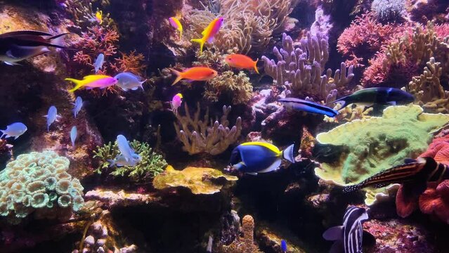 4K video of many varieties of tropical fish swimming around in a coral reef. Underwater life in the ocean.