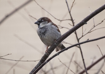 sparrow on a branch