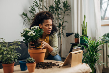 Woman is looking at the tutorial on how to correctly transplant a plant - obrazy, fototapety, plakaty