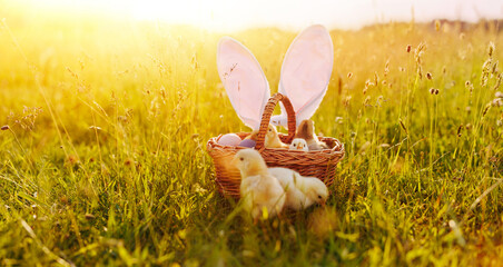 A basket full of small chicks and eggs on the sunny grass. Happy Easter Holiday