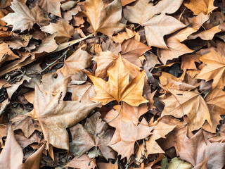 Suelo cubierto de hojas secas en otoño
